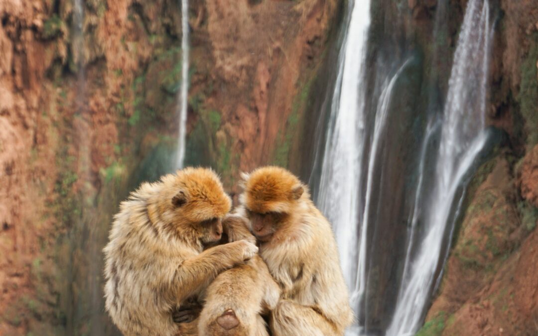 Day Trip From Marrakech To Ouzoud Waterfalls