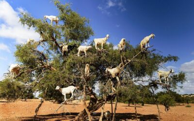 Blog Liquid Gold of Morocco: 11 Remarkable Facts About Argan Oil, Amazigh Heritage & Traditional Uses