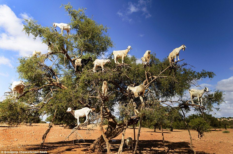 Liquid Gold of Morocco: 11 Remarkable Facts About Argan Oil, Amazigh Heritage & Traditional Uses